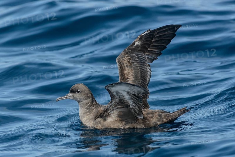 Sooty Shearwater (Ardenna grisea), Californien, USA