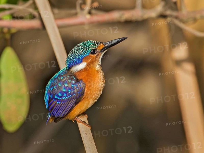 Malachite Kingfisher (Corythornis cristatus), Gambia