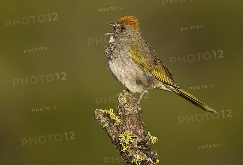 Green-tailed Towhee (Pipilo chlorurus) singing, Oregon, USA
