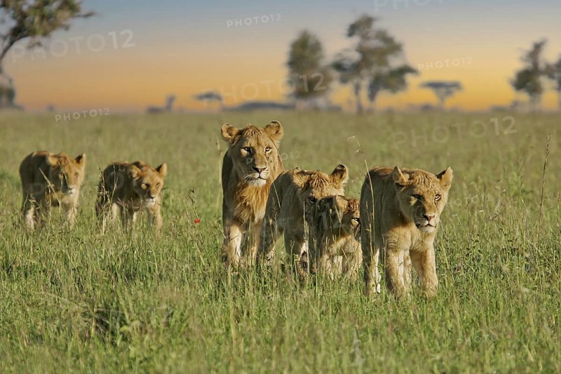 Löwe (Panthera leo), Löwenrudel mit Weibchen und Jungtieren durchstreifen zusammen die Savanne, Serengeti National Park, Tansania | African Lion (Panthera leo) pack of female lions with cubs strolling in savanna, Serengeti National Park; Tanzania