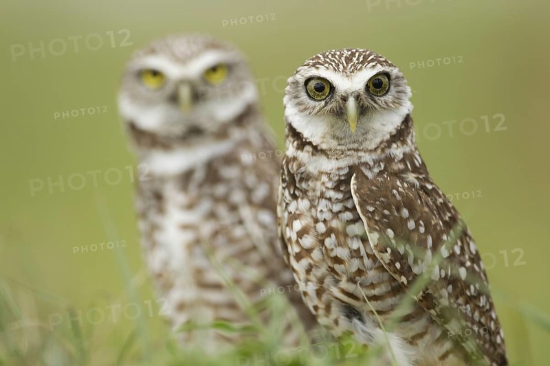 Burrowing Owl (Athene cunicularia), Florida, USA