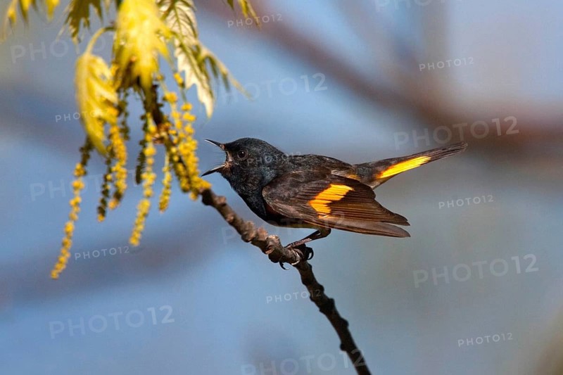 American Redstart Setophaga ruticilla Blue Ridge Parkway, North Carolina, Unites States 8 May Adult Male singing. Parulidae