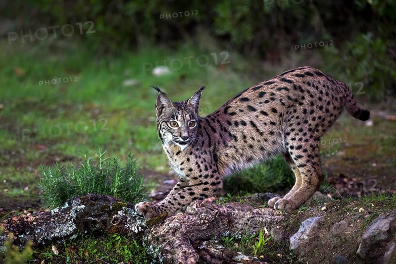Iberian lynx, Lynx pardinus