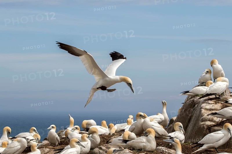 Northern Gannet (Morus bassanus) colony, Saltee Islands, Ireland