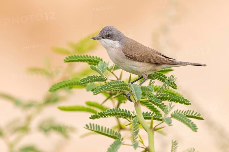 Klappergrasmücke, Lesser Whitethroat, Sylvia curruca, Fauvette babillarde, Curruca Zarcerilla