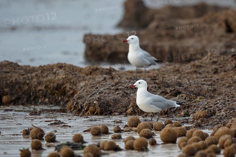 Audouin's Gull (Ichthyaetus audouinii), Mallorca, Spain