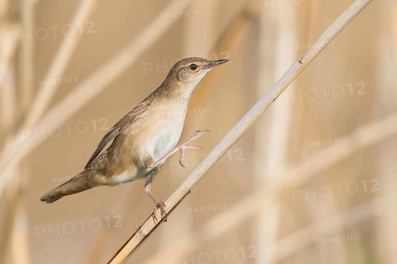 Savis Warbler - Rohrschwirl - Locustella luscinoides, Germany