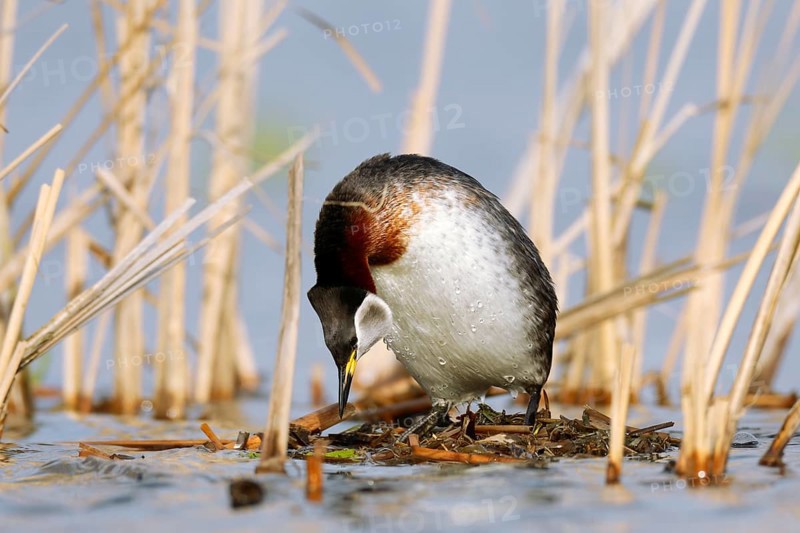 Red-necked Grebe (Podiceps grisegena) invitating to mating on nest, Mecklenburg-Western Pomerania, Germany