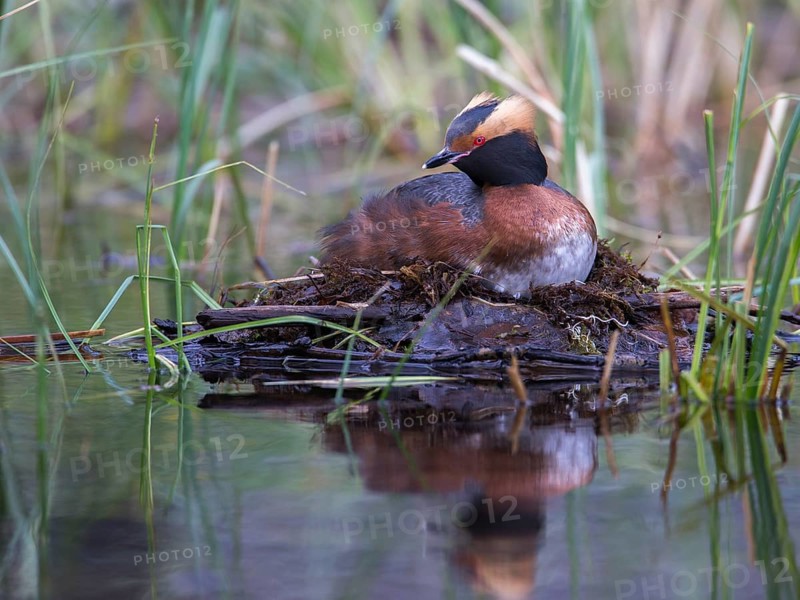 Horned Grebe (Podiceps auritus) on nest, Sweden