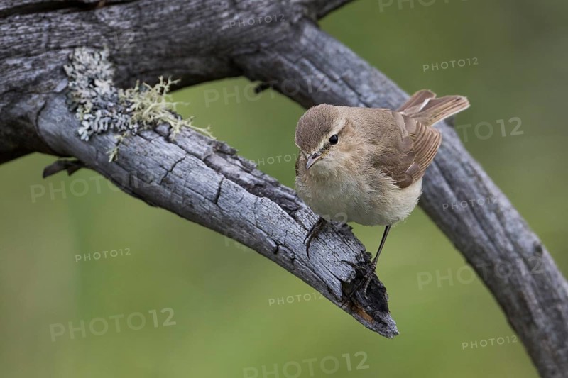 Siberian Chiffchaff - Taigazilpzalp - Phylloscopus tristis, Russia (Ural)