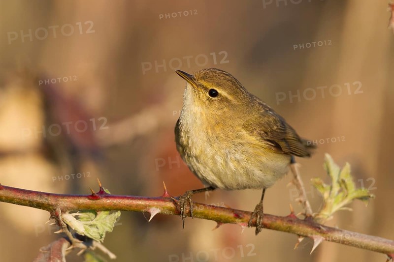 Common Chiffchaff - Zilpzalp - Phylloscopus collybita ssp. collybita, Germany