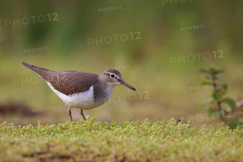 Common Sandpiper (Actitis hypoleucos) foraging, North Rhine-Westphalia, Germany