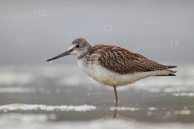 Common Greenshank (Tringa nebularia), North Rhine-Westphalia, Germany