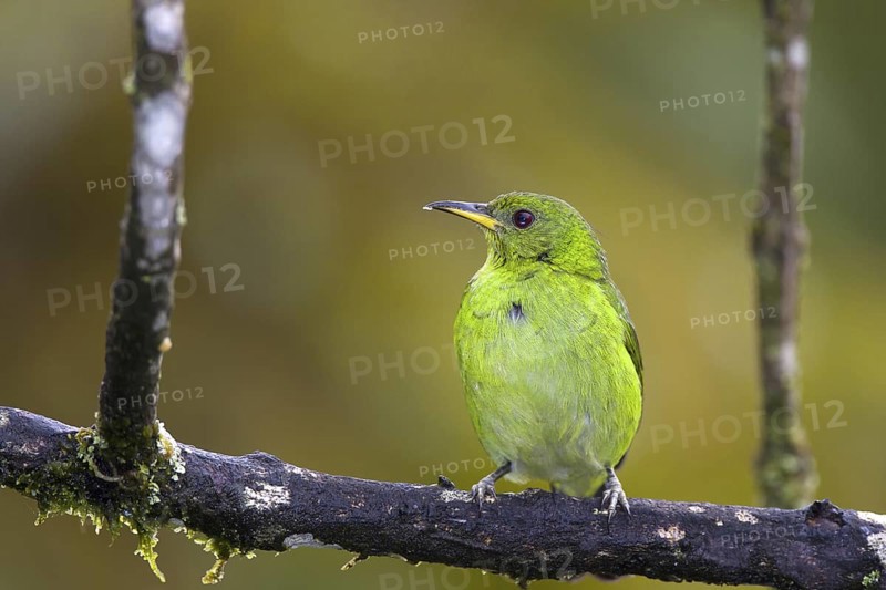 Green Honeycreeper (Chlorophanes spiza) female, Bahia, Brazil