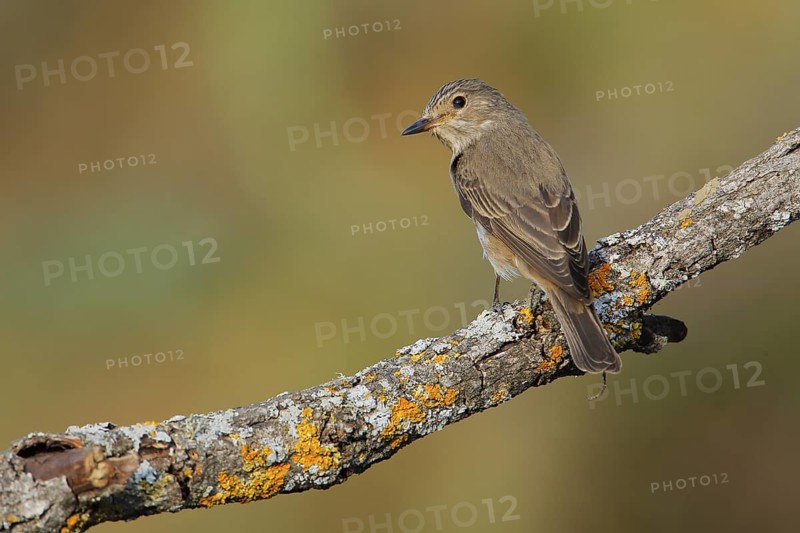 Spotted Flycatcher (Muscicapa striata) perched on lichen branch, Andalusia, Spain