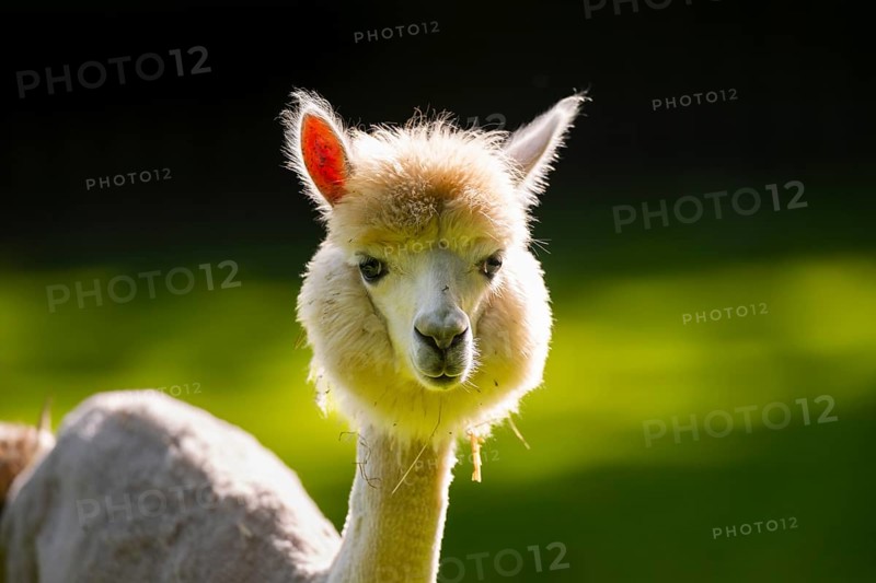 Alpaca (Lama pacos), portrait, captive, Zoo Augsburg, Bavaria, Germany