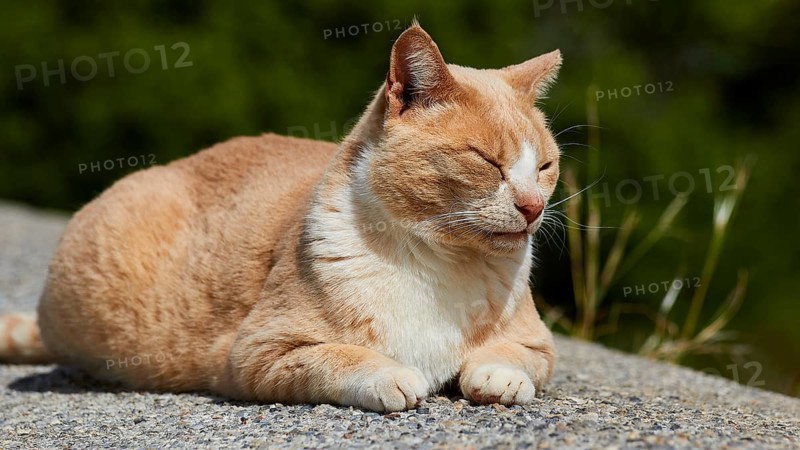 Beige cat enjoying the sun with closed eyes, Kalithea, cat station, Rhodes, Dodecanese, Greek Islands, Greece
