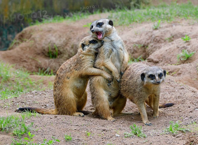 Meerkat (Suricata suricatta), captive, during playful fighting, measuring strength, occurrence southern Africa