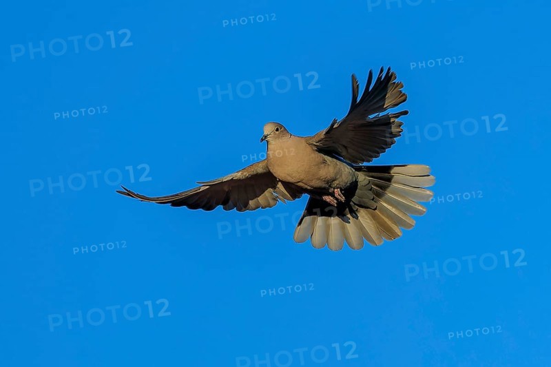 Pigeon flying with wings spread wide against blue sky, Eurasian collared dove (Streptopelia decaocto), wildlife, Germany