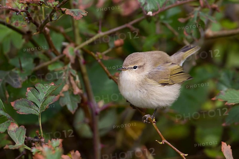 Common Chiffchaff - Zilpzalp - Phylloscopus collybita ssp. collybita, Germany, birc calling like collybita