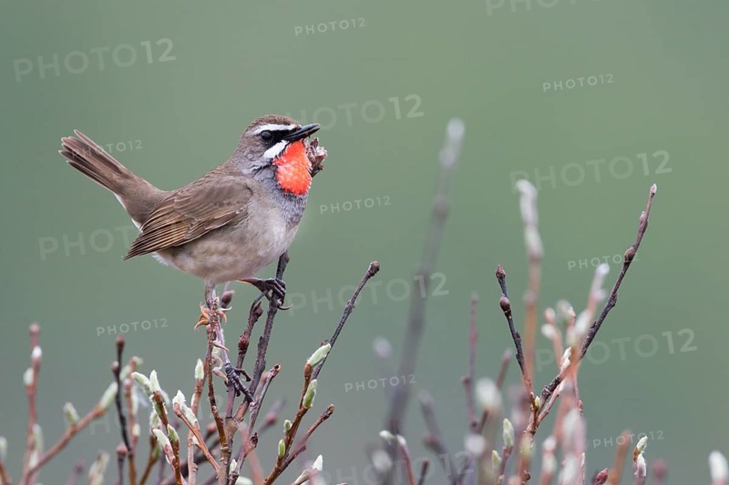 Siberian Rubythroat - Rubinkehlchen - Luscinia calliope, Russia (Ural), adult male