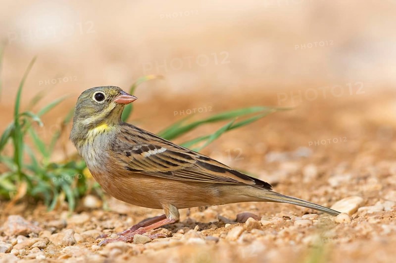 Ortolan, Ortolan Bunting, Emberiza hortulana, Bruant ortolan, Escribano Hortelano