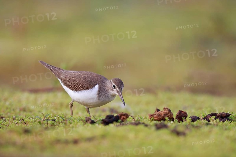Common Sandpiper (Actitis hypoleucos) foraging, North Rhine-Westphalia, Germany
