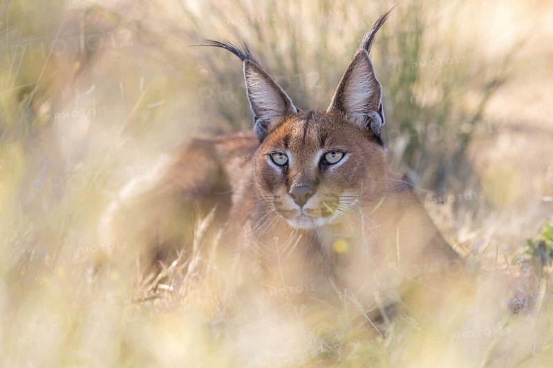 Caracal (Caracal caracal) portrait, Castile-La Mancha, Spain