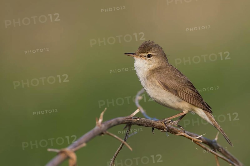 Blyths Reed Warbler - Buschrohrsänger - Acrocephalus dumetorum, Russia (Ural)