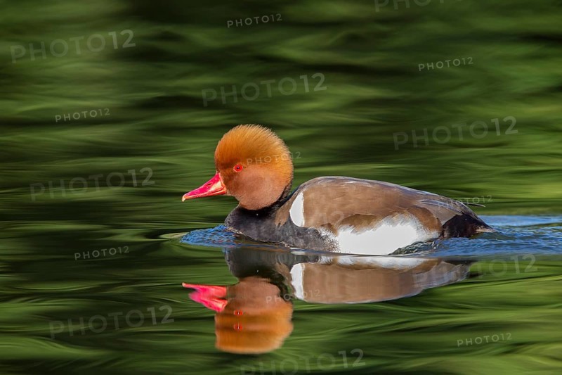 Kolbenente, Red-crested Pochard, Netta rufina, Nette rousse, Pato Colorado