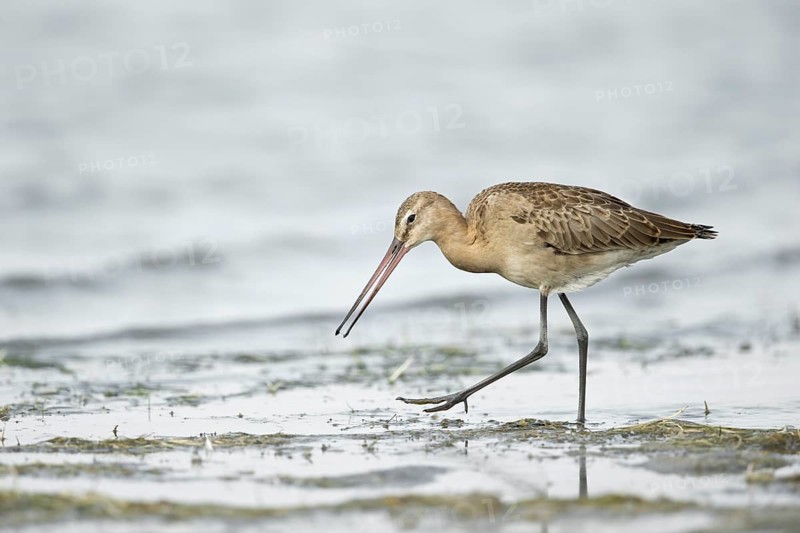 Black-tailed Godwit (Limosa limosa melanuroides) juvenile foraging at shoreline, Dornod-Aimag, Mongolia