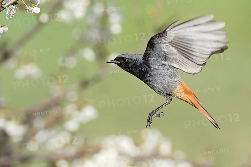 Black Redstart (Phoenicurus ochruros) male flying, Rimini, Italy