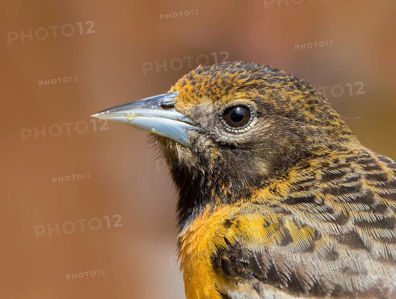 Baltimore Oriole, Icterus galbula, portrait in Saskatoon, Saskatchewan