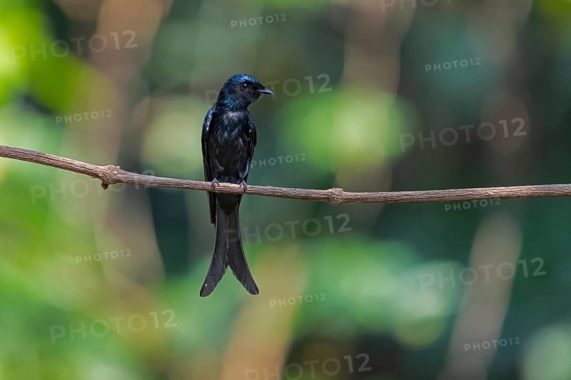 Bronzed Drongo (Dicrurus aeneus aeneus) perched on a branch, Yunnan, China