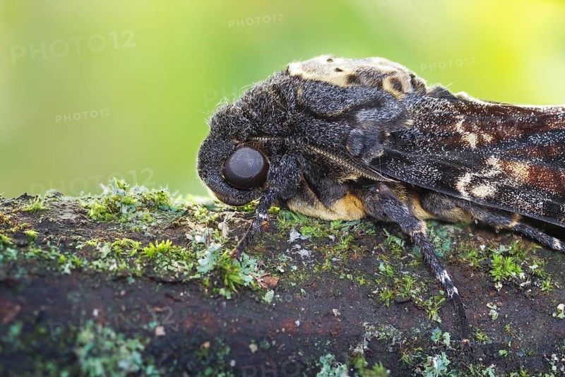 Deaths-head Hawk Moth - Totenkopfschwärmer - Acherontia atropos, Germany, imago