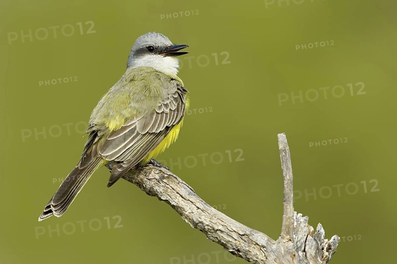 Tropical Kingbird (Tyrannus melancholicus) singing, Texas, USA