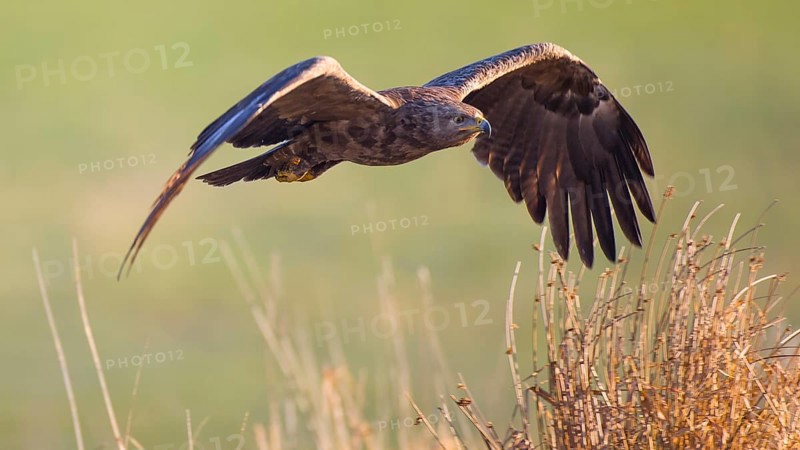 Lesser Spotted Eagle (Clanga pomarina) flying, Mecklenburg-Western Pomerania, Germany