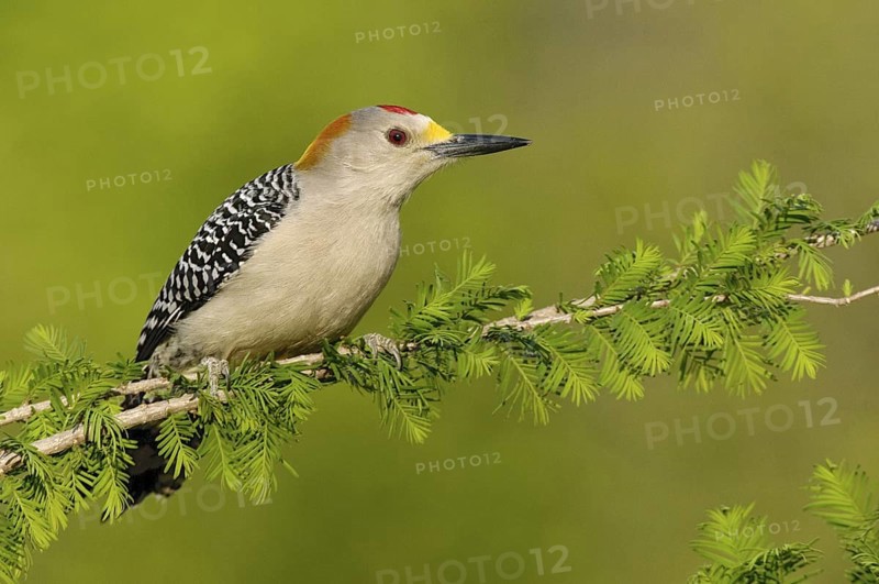 Golden-fronted Woodpecker (Melanerpes aurifrons), Texas, USA