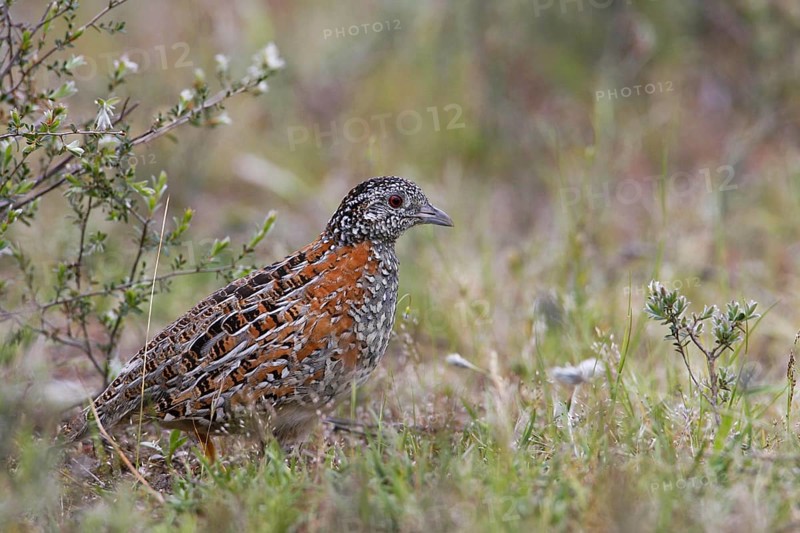 Painted Buttonquail (Turnix varius) female, Australia