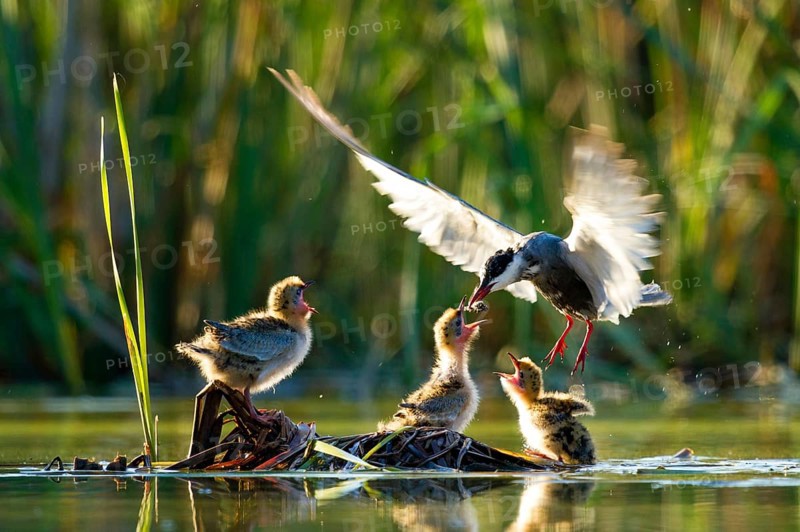 Whiskered Tern (Chlidonias hybrida) feeds chicks, Seville, Spain
