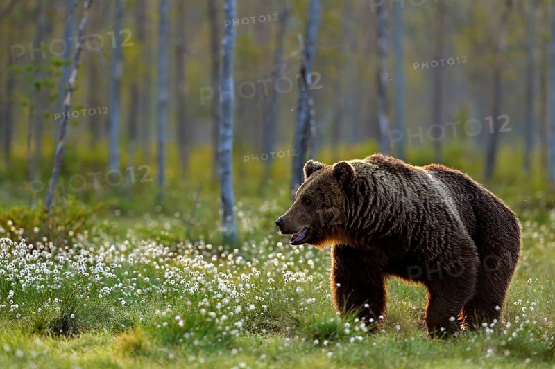 Brown bear walking in forest, morning light. Dangerous animal in nature taiga and meadow habitat. Wildlife scene from Finland near Russian border. Cotton grass bloom around the lake, summer