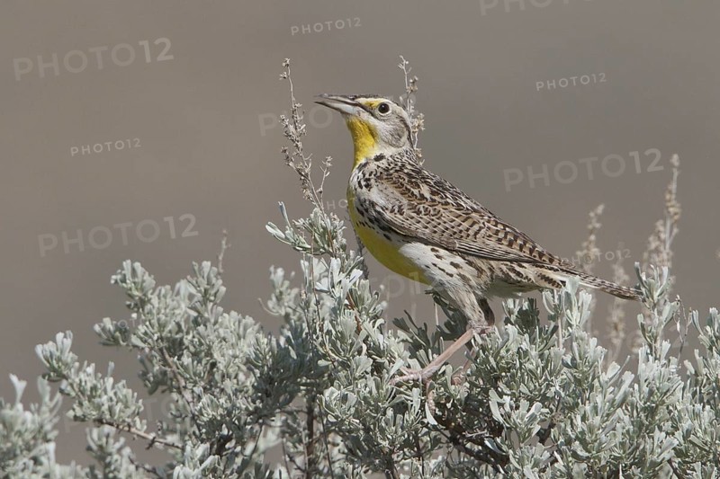 Western Meadowlark (Sturnella neglecta), British Columbia, Canada