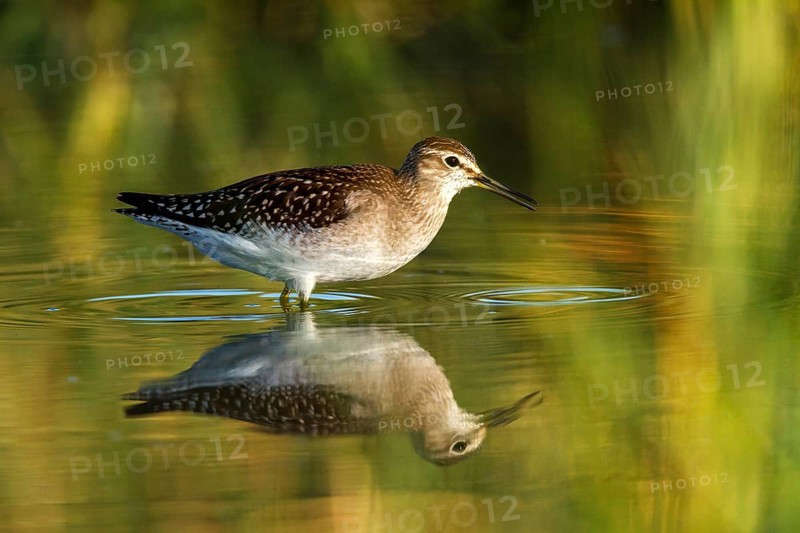 Wood Sandpiper (Tringa glareola), Castile-La Mancha, Spain