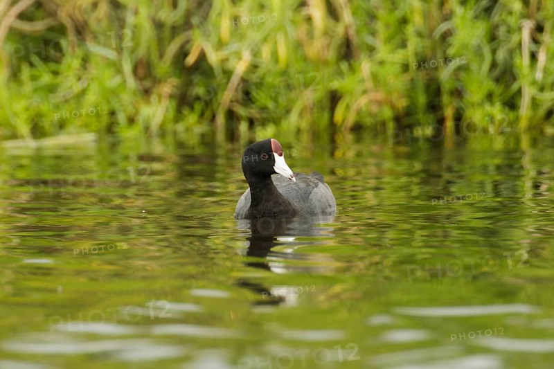 Hawaiian Coot (Fulica alai), Hawaii, USA