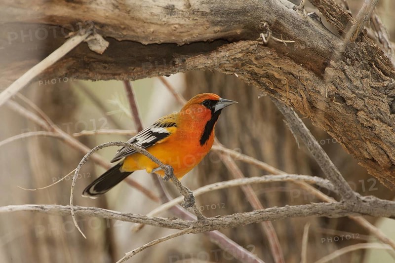 Streak-backed Oriole (Icterus pustulatus) male, California, USA