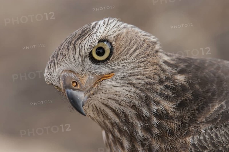 Pale Chanting Goshawk (Melierax canorus) juvenile, Northern Cape, South Africa