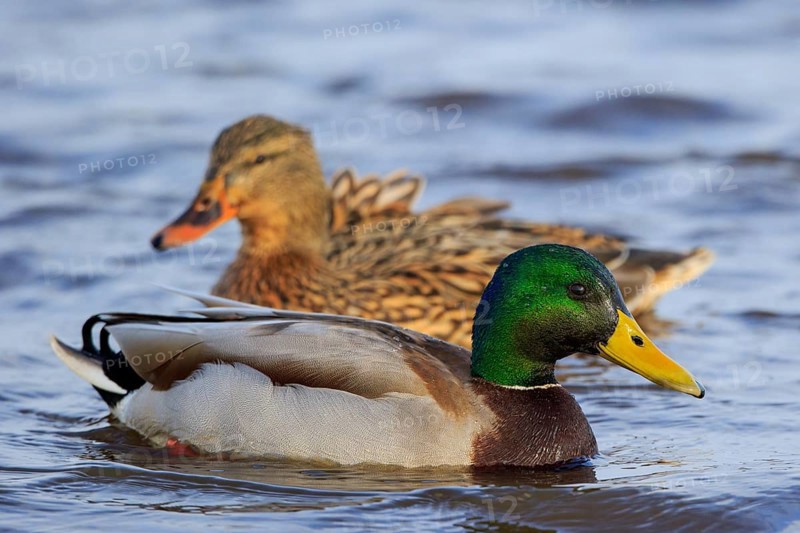 Mallard (Anas platyrhynchos) pair, Netherlands