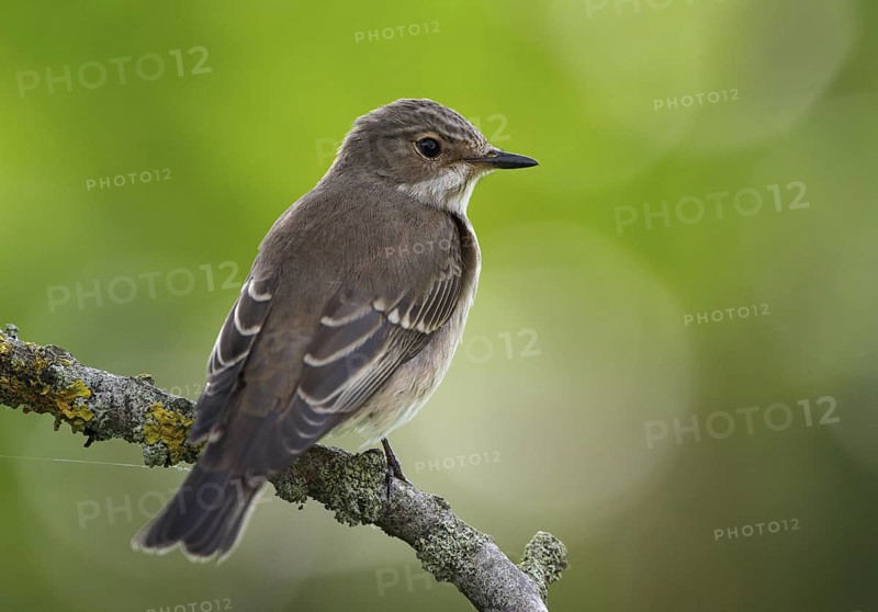 Spotted Flycatcher (Muscicapa striata), Schleswig-Holstein, Germany