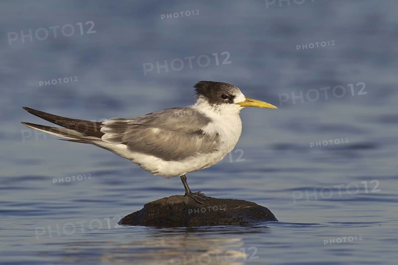 Greater Crested Tern (Thalasseus bergii), Victoria, Australia