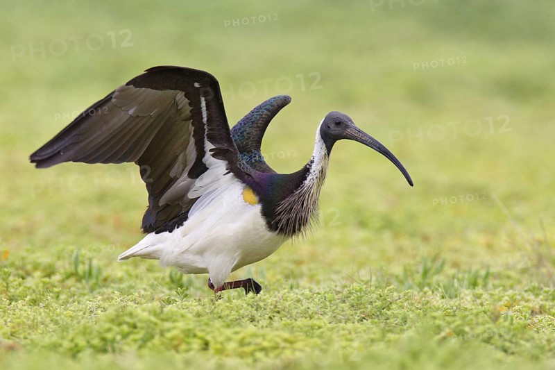 Straw-necked Ibis (Threskiornis spinicollis), Victoria, Australia